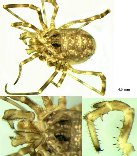 Réf. 67 738 : Rilaena triangularis