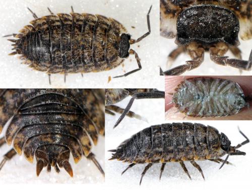 Porcellio montanus