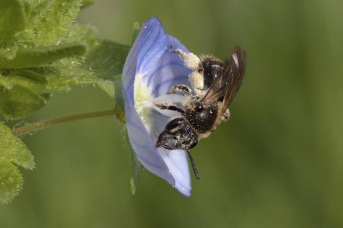 Andrena minutula