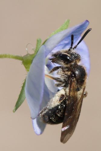 Réf. 67 351 : Andrena minutula