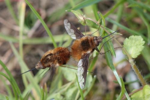 Bombylius major