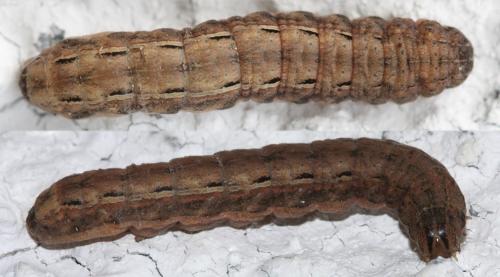 Noctua pronuba