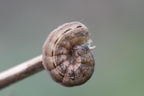 Noctua pronuba