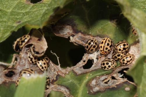 Tytthaspis sedecimpunctata