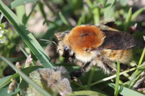 Bombus sp.