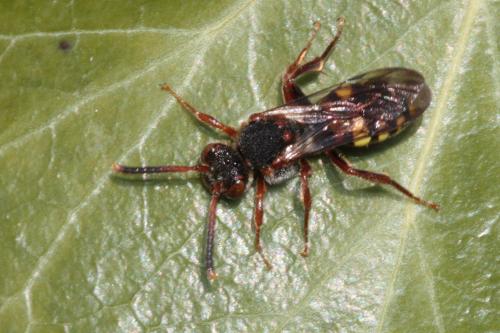 Nomada sp.