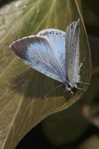 Réf. 67 383 : Celastrina argiolus