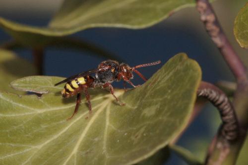 Nomada sp.