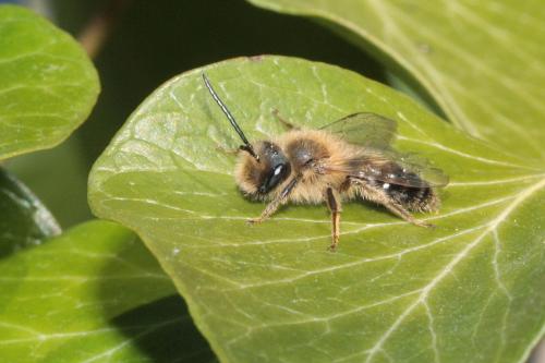 Réf. 67 606 : Andrena sp.