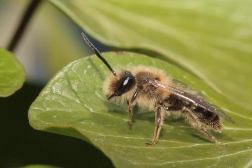 Réf. 67 608 : Andrena sp.