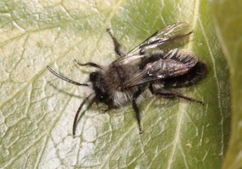 Andrena cineraria