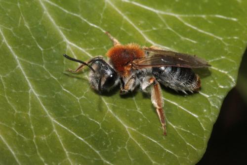 Andrena haemorrhoa