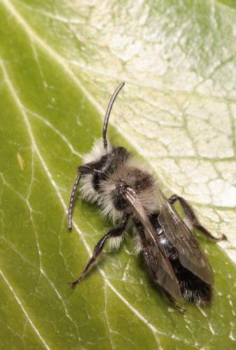 Andrena cineraria