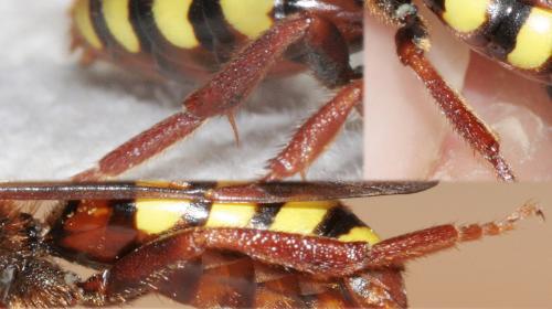 Nomada lathburiana