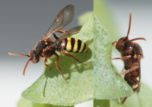 Réf. 67 453 : Nomada lathburiana