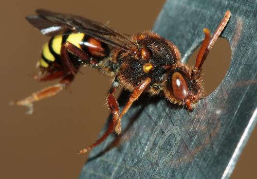 Réf. 67 454 : Nomada lathburiana