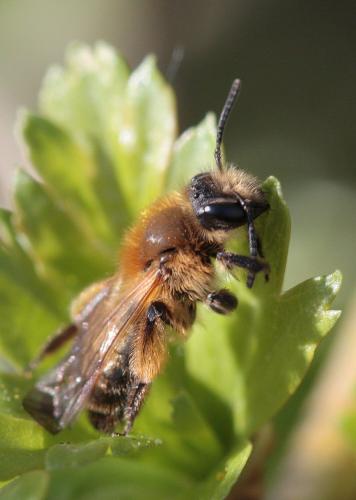 Andrena sp.