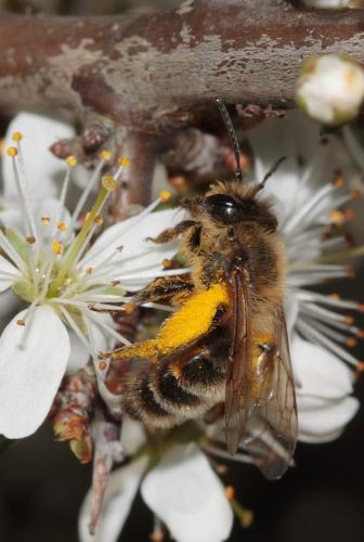 Réf. 67 614 : Andrena (scotica-trimmerana)