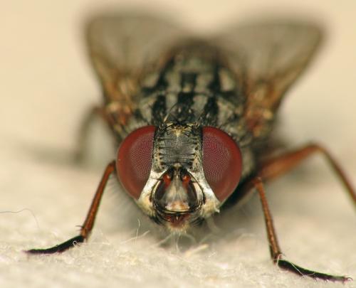 Muscina stabulans