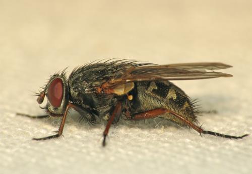 Réf. 67 475 : Muscina stabulans