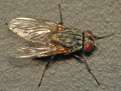 Réf. 67 476 : Muscina stabulans