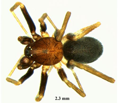 Zodarion italicum