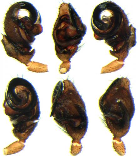 Walckenaeria mitrata