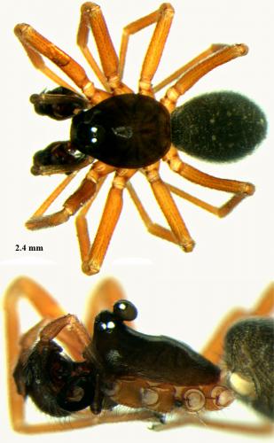 Réf. 67 709 : Walckenaeria mitrata