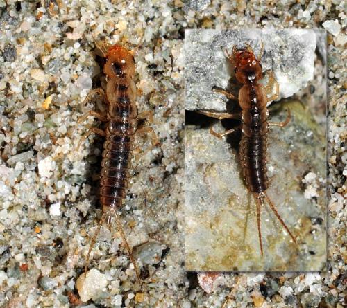 Réf. 67 636 : Nebria sp.