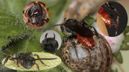 Nomada fabriciana