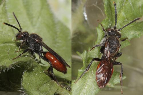 Nomada fabriciana