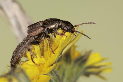 Réf. 67 778 : Ocypus sp.