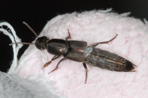 Ocypus sp.