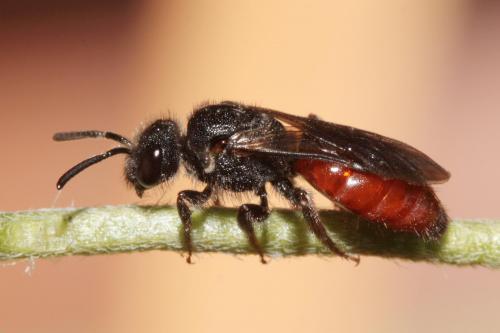 Réf. 67 791 : Sphecodes sp.