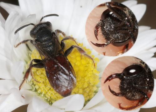 Sphecodes sp.