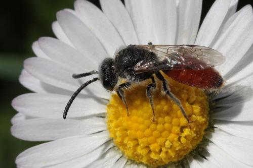 Réf. 67 945 : Sphecodes sp.