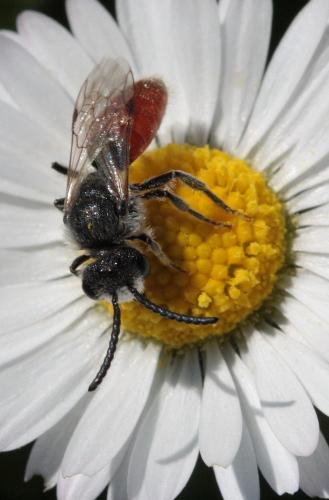 Réf. 67 946 : Sphecodes sp.