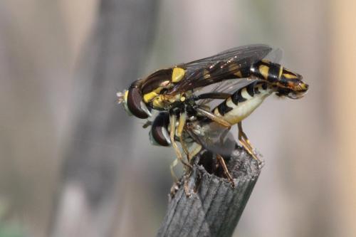 Sphaerophoria scripta