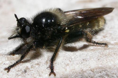 Réf. 67 071 : Laphria flava