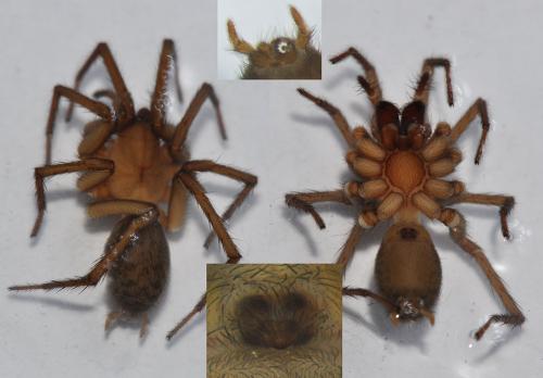 Eratigena fuesslini