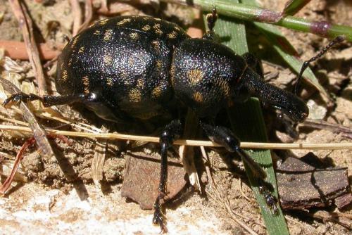 Réf. 67 236 : Liparus germanus