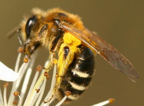 Réf. 67 617 : Andrena (dorsata-propinqua)