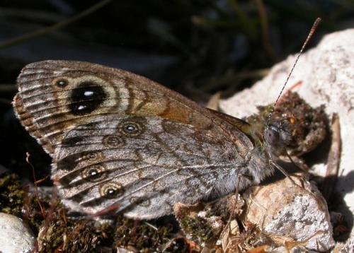 Lasiommata maera