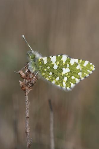 Euchloe crameri