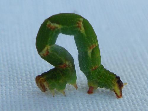 Réf. 67 059 : Cyclophora punctaria