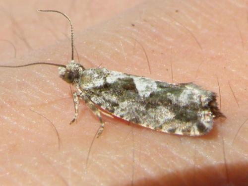 Réf. 67 061 : Zeiraphera isertana