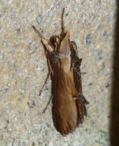 Réf. 67 075 : Cucullia sp.