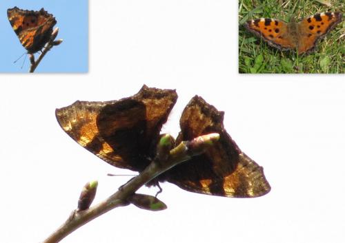 Réf. 67 560 : Nymphalis polychloros