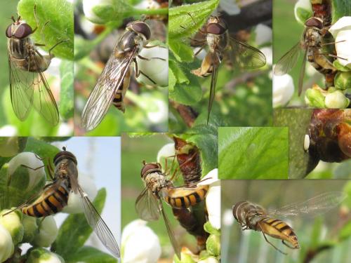 Episyrphus balteatus