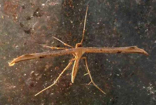 Emmelina monodactyla